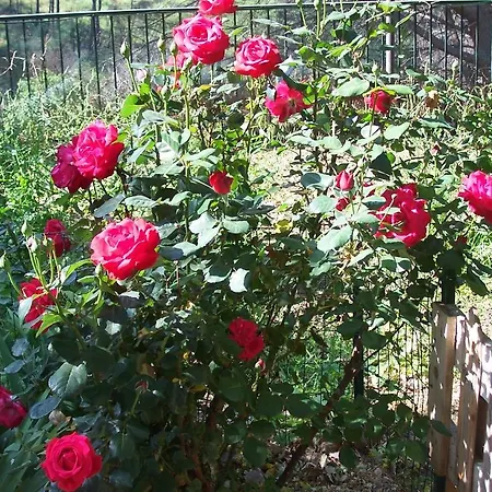 Arcobaleno Bed & Breakfast 3*