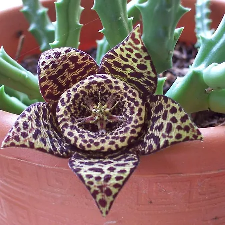 Arcobaleno Чефалу