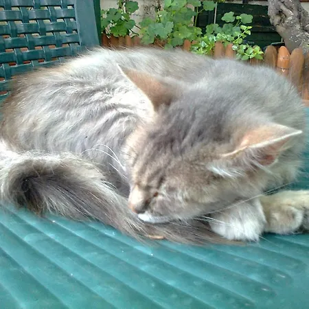 Arcobaleno فندق مبيت وإفطار تْشيفالو