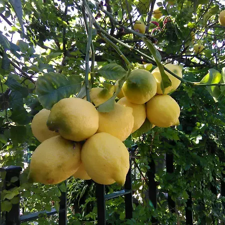 Arcobaleno فندق مبيت وإفطار