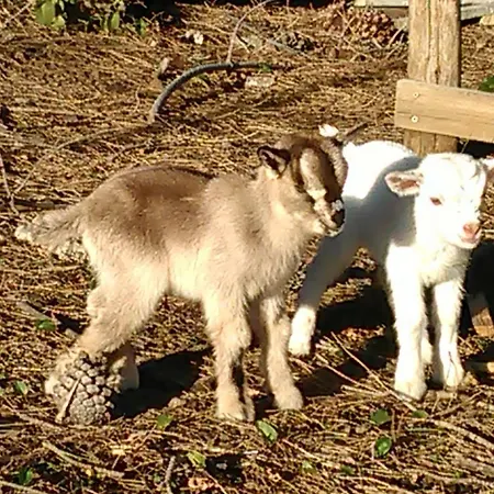 Bed & Breakfast Arcobaleno 3*