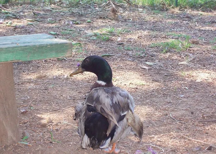 住宿加早餐酒店 彩虹住宿加早餐旅馆 切法卢