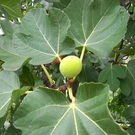 Arcobaleno לינה וארוחת בוקר צ'פאלו