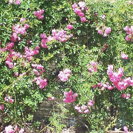 Arcobaleno לינה וארוחת בוקר צ'פאלו