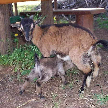 לינה וארוחת בוקר Arcobaleno 3*