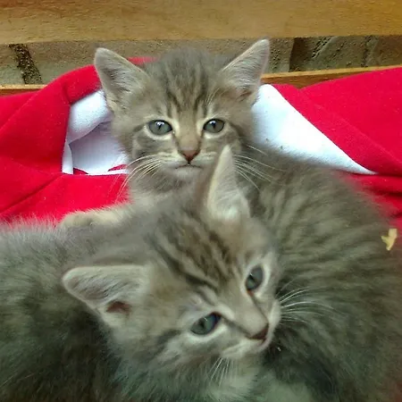 לינה וארוחת בוקר Arcobaleno