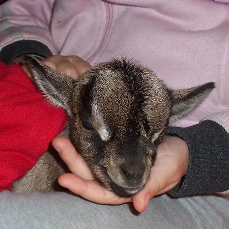 Arcobaleno לינה וארוחת בוקר צ'פאלו