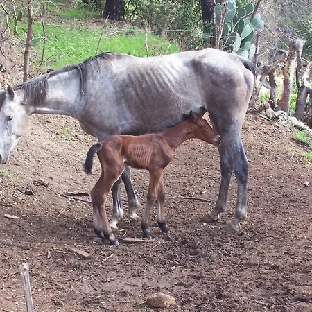 Arcobaleno צ'פאלו