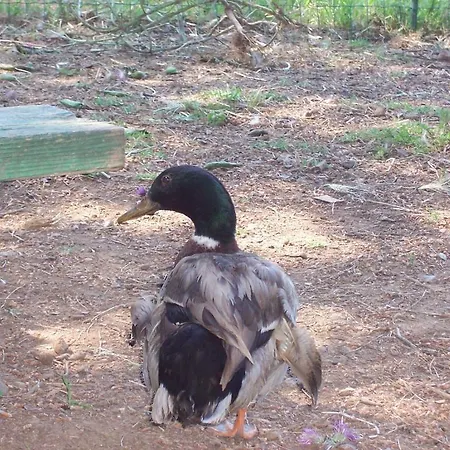 Bed and Breakfast Arcobaleno Cefalù