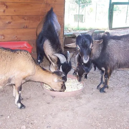 Arcobaleno לינה וארוחת בוקר צ'פאלו