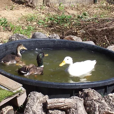 לינה וארוחת בוקר Arcobaleno 3*