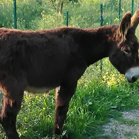 Arcobaleno לינה וארוחת בוקר צ'פאלו