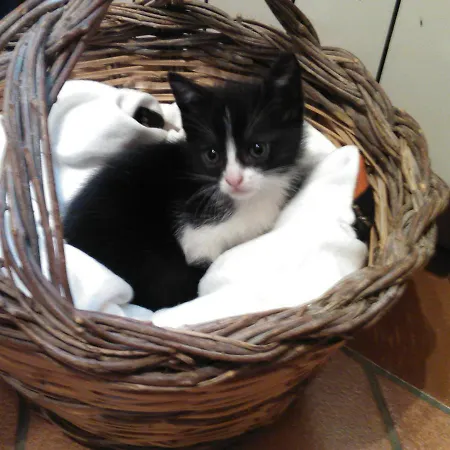 לינה וארוחת בוקר Arcobaleno 3*