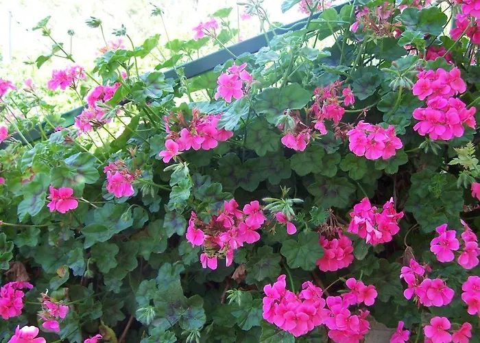 Bed and breakfast Arcobaleno