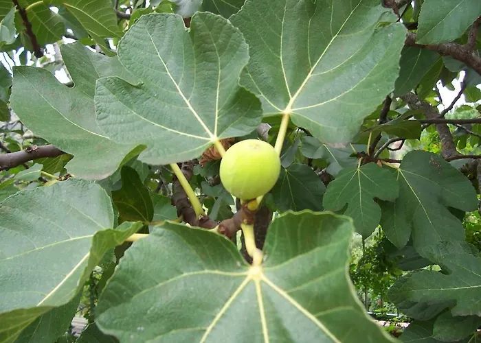 Arcobaleno Bed and breakfast Cefalú