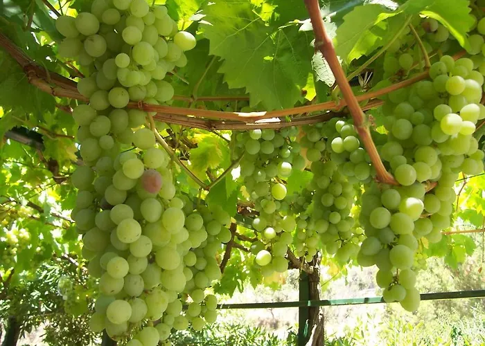Alojamento de Acomodação e Pequeno-almoço Arcobaleno
