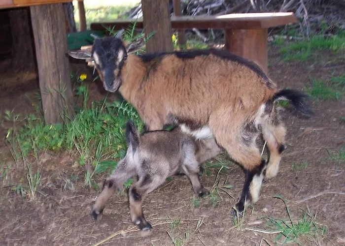 Alojamento de Acomodação e Pequeno-almoço Arcobaleno 3*