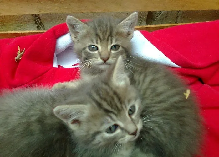 Bed and breakfast Arcobaleno