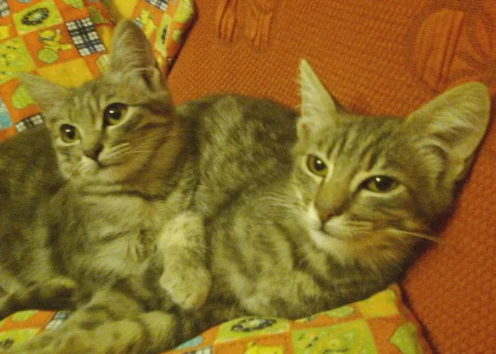 Arcobaleno Alojamento de Acomodação e Pequeno-almoço