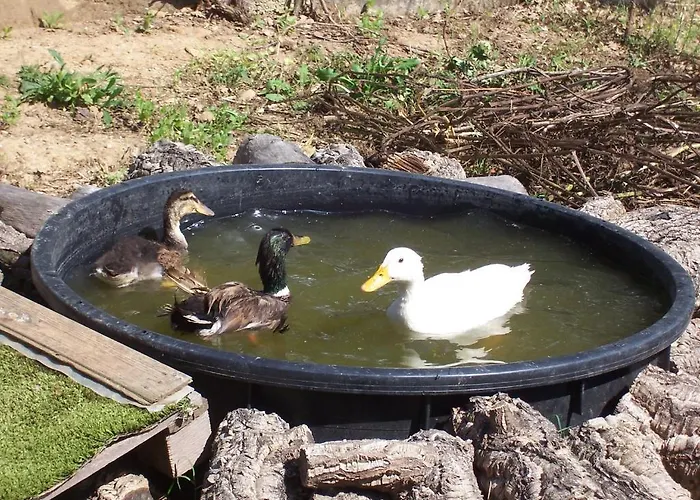 Alojamento de Acomodação e Pequeno-almoço Arcobaleno 3*