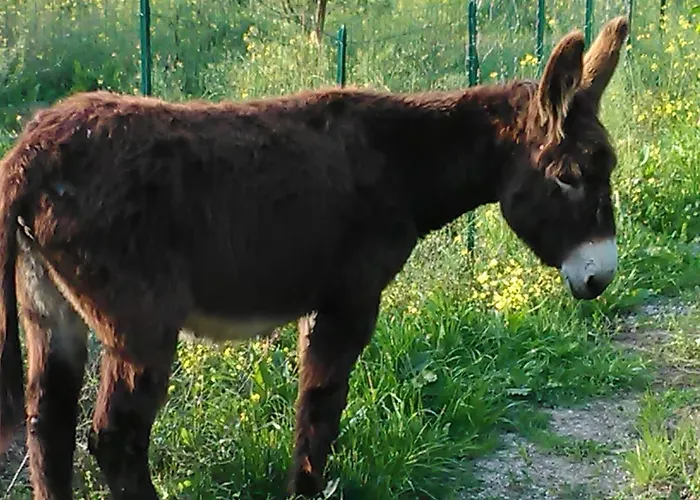 Arcobaleno Bed and breakfast Cefalú