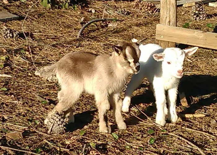 Bed and breakfast Arcobaleno 3*