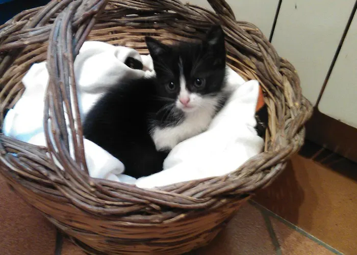 Alojamento de Acomodação e Pequeno-almoço Arcobaleno 3*